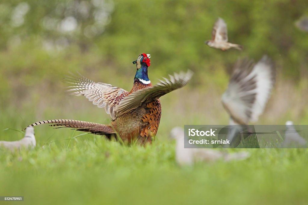 Male Common pheasant Male Common pheasant / Phasianus colchicus / during mating season, waving his wings, blurred background, horizontal orientation Flying Stock Photo