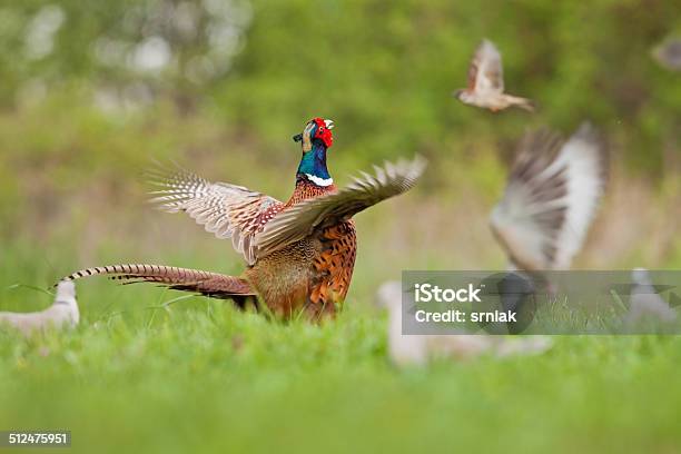 Male Common Pheasant Stock Photo - Download Image Now - Flying, Pheasant - Bird, Activity