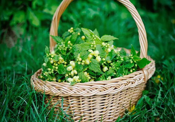 Deadnettle yellow (Galeobdolon luteum) in basket outdoors