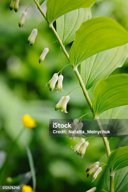 Flowering Polygonatum Plant Growing Stock Photo - Download Image Now