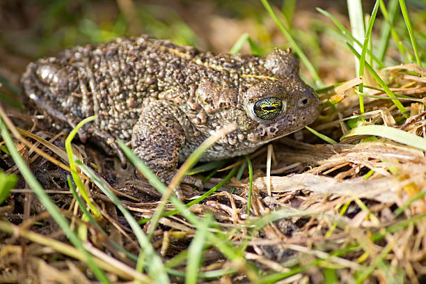 Natterjack Toad Laying Low in Grass stock photo