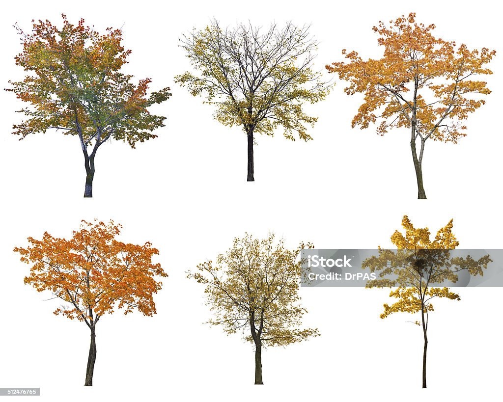 Ensemble de six automne arbres isoalted sur blanc - Photo de Arbre libre de droits