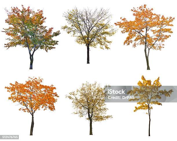 Photo libre de droit de Ensemble De Six Automne Arbres Isoalted Sur Blanc banque d'images et plus d'images libres de droit de Arbre - Arbre, Objet ou sujet détouré, Automne