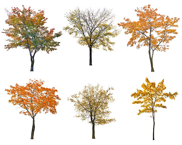 set of six autumn trees isoalted on white stock photo