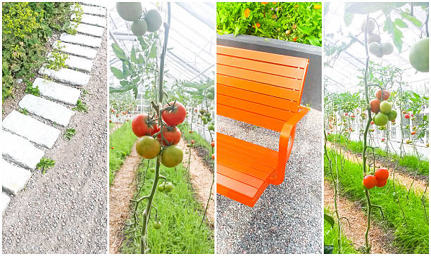 estufa - tomato vegetable garden mobilestock autumn - fotografias e filmes do acervo
