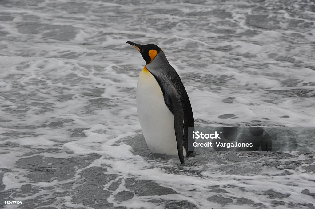 King Penguin In Ocean Stock Photo - Download Image Now - Animal Body Part,  Animal Wing, Animals In The Wild - iStock