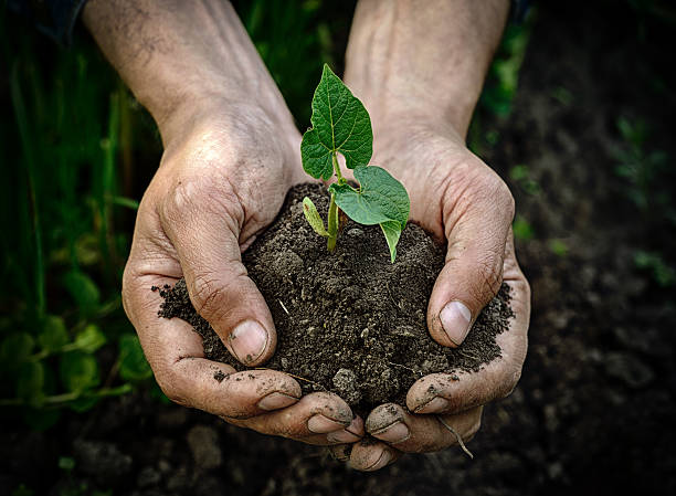 istock Farmer hands holding young plant with soil 512477132