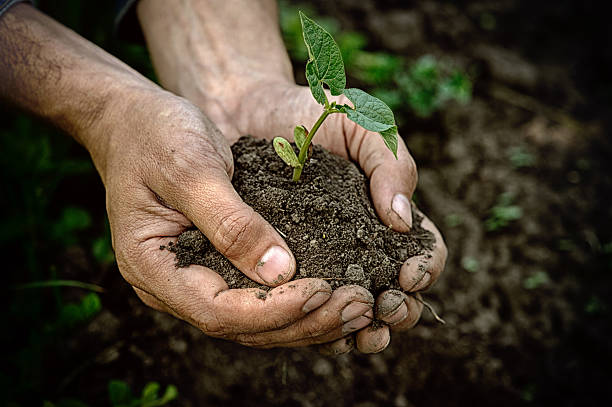 istock Hands holding young plant with soil 512477164