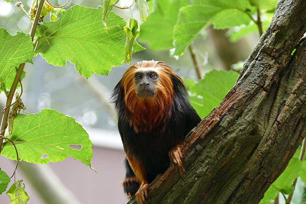 Golden-headed lion tamarin