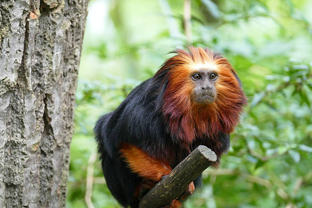 golden kopf lion tamarin - tamarin neuweltaffen und hundsaffen stock-fotos und bilder