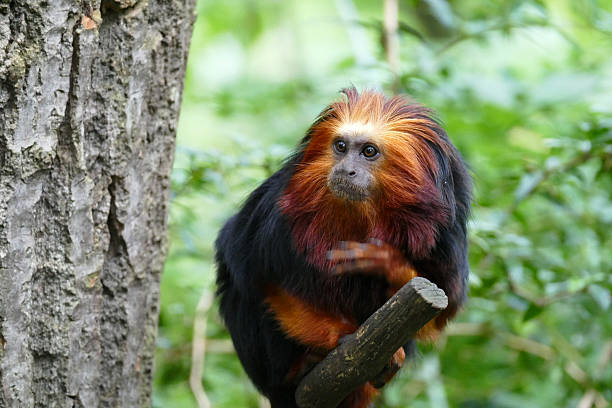 golden kopf lion tamarin - tamarin neuweltaffen und hundsaffen stock-fotos und bilder