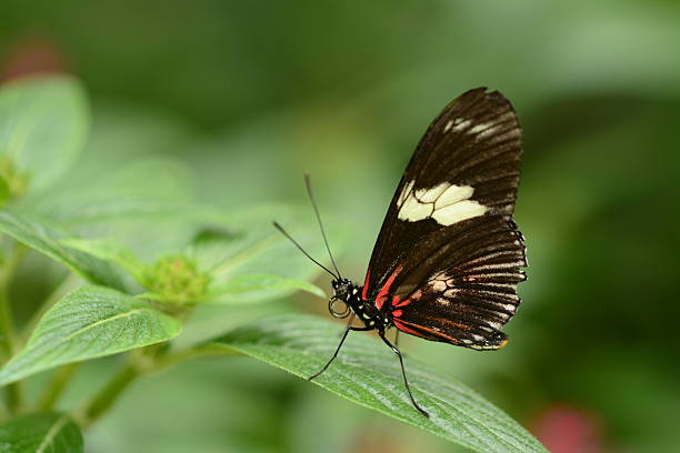 istock Black butterfly resting on a plant 512477576