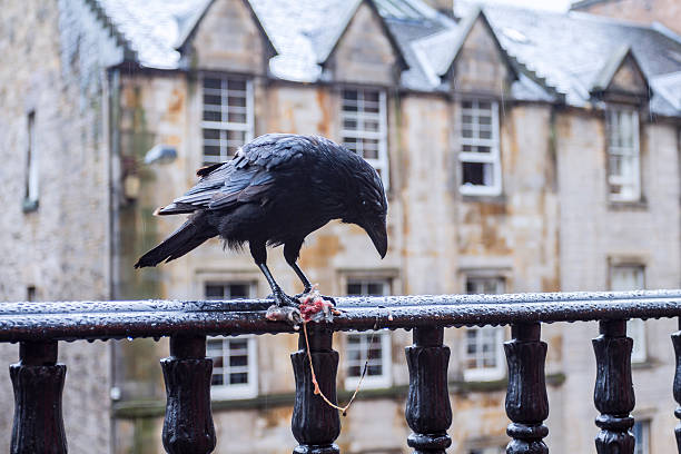 Scots Crows The Scottish Crow Stock Photos, Pictures & Royalty-Free Images - iStock