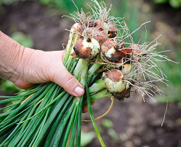 istock Young onion is just plucked 512477822