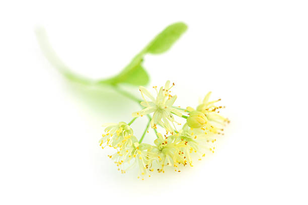 istock Flowers of linden tree on a white background 512477840