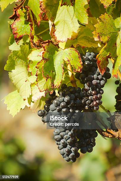 Grape Bunches In The Vineyard Stock Photo - Download Image Now - Agricultural Field, Agriculture, Bunch