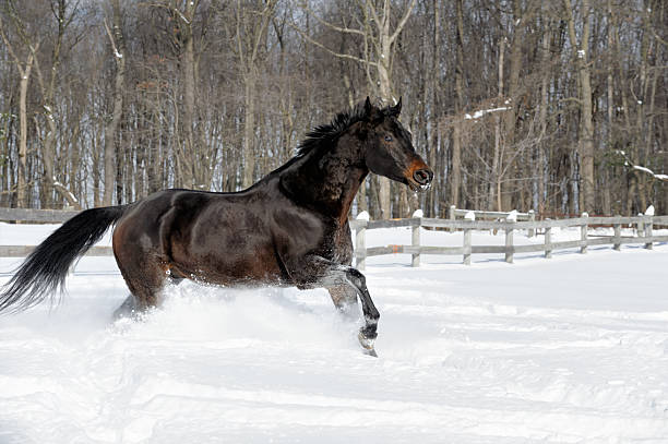 istock Black Horse Running in White Snow and Sunlight, Woods Background 512478062