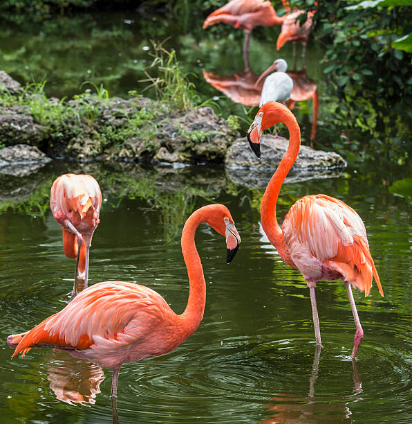 istock Pink Flamingo in Florida 512478581