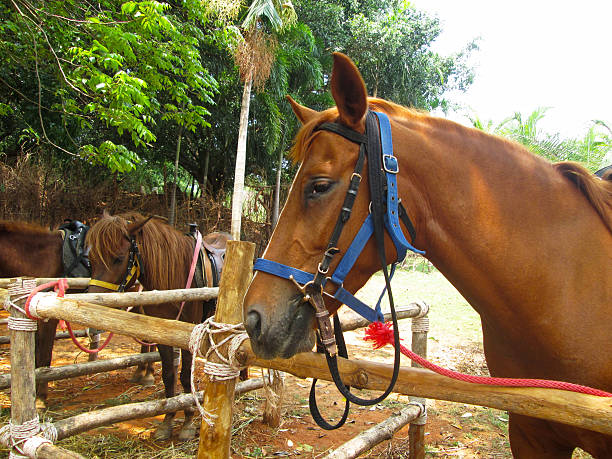 istock Close-up horse in the farm 512478681