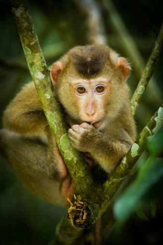Young Northern Pig-tailed Macaque(Macaca leonina) feel ashamed and looking at us in Khaoyai national park,Thailand