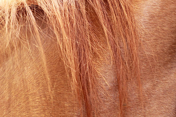 istock brown horsehair with background texture 512479113