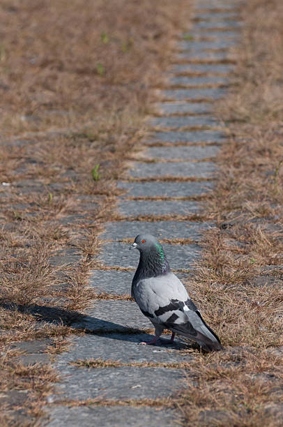 istock attentive pigeon looking to the left 512479397
