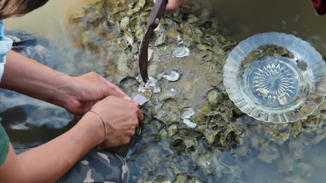 Two men finding Oyster in the sea