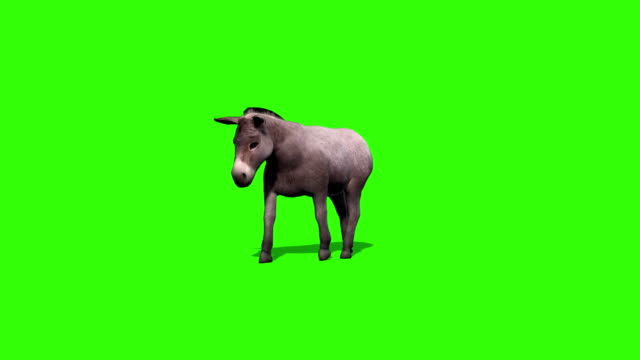 donkey goes - green screen