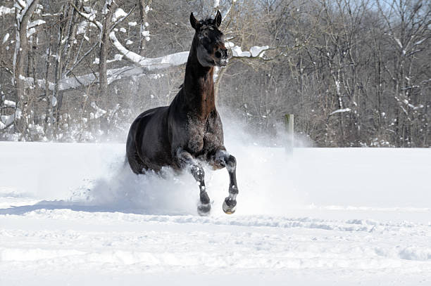 istock Black Horse Running at Camera in White Snow 512487820