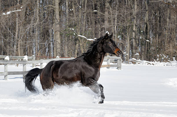 istock Black Horse Running in Deep White Snow, Forest Background 512487912