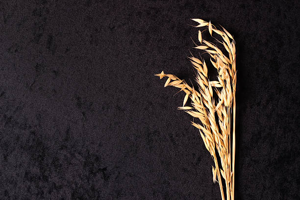 istock Ears of oats on black 512487938