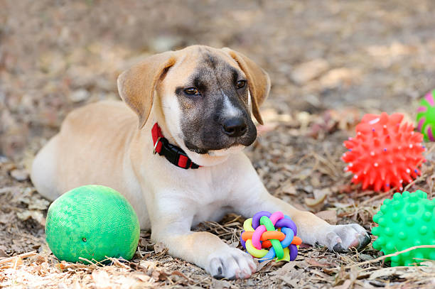istock Puppy Toys 512488598
