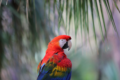 Wild Scarlet Macaw Tropical Bird in Corcovado National Park on the Osa Peninsula in Costa Rica