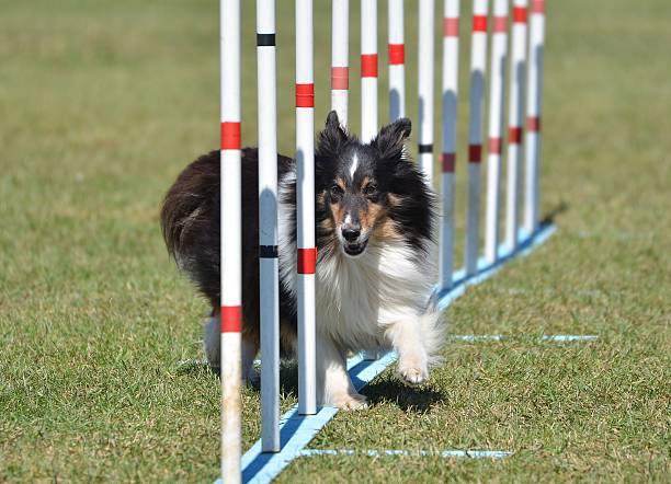 istock Shetland Sheepdog (Sheltie) at Dog Agility Trial 512489104
