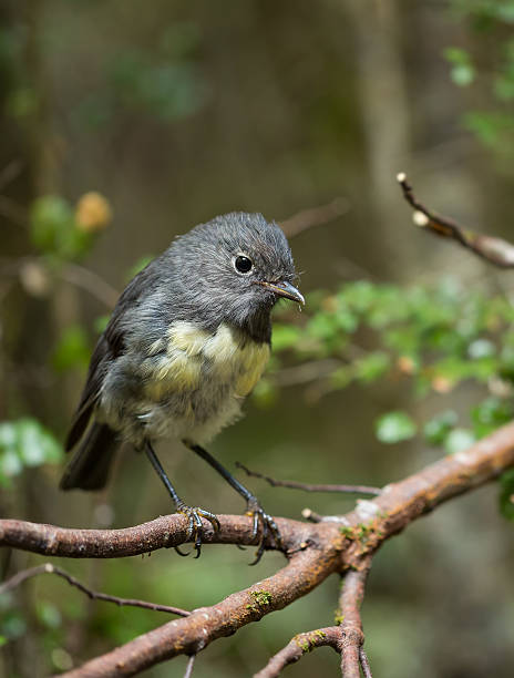 istock the New Zealand Robin 512489218