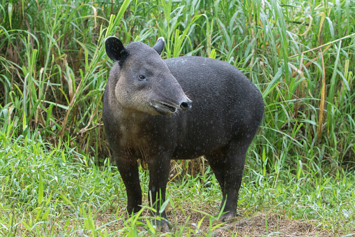 Baird's Tapir In Northern Cloud Forest of Costa Rica