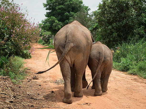 istock Rear view of elephant with baby at elephant. 512489348