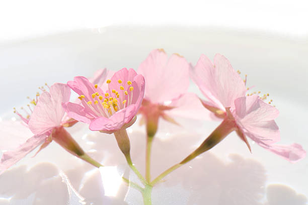 istock Japanese cherry blossom flowers in the water #2 512489424
