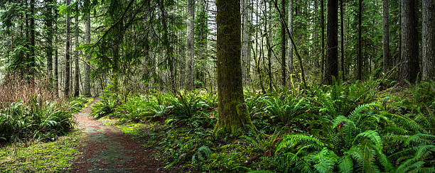 douglas tanne wald mit dem farn - glade stock-fotos und bilder