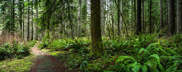 Douglas Fir Forest with Fern Forest with Pine and Douglas Fir Panorama glade stock pictures, royalty-free photos & images