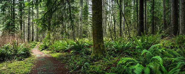 Photo of Douglas Fir Forest with Fern