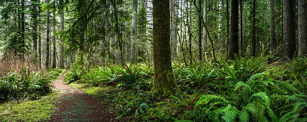 Forest with Pine and Douglas Fir Panorama