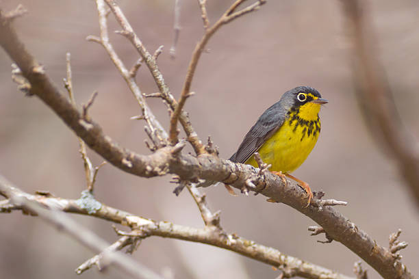 istock Yellow Canada warbler songbird in the spring season 512489746