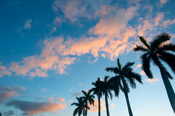 cuban royal palm tree  on the blue sky background