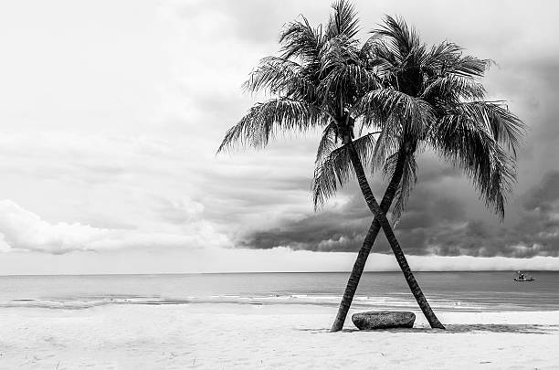 istock Black & White view of Beautiful beach with palms, Thailand 512490641