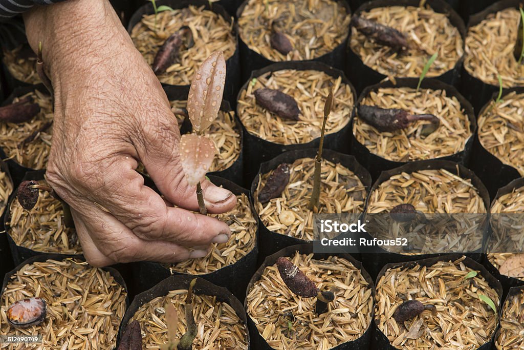 female hands hold a young seedling Agriculture Stock Photo