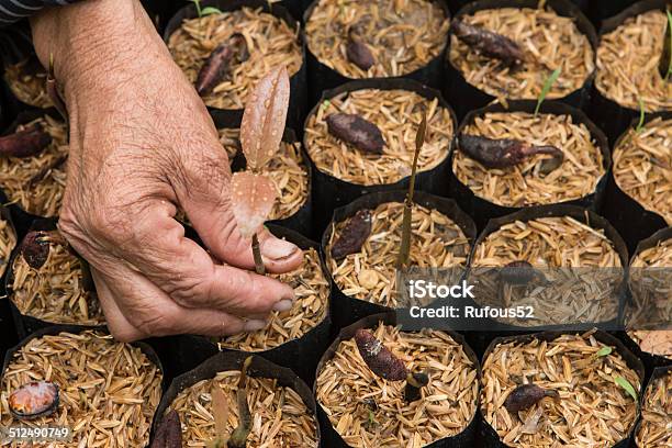 Female Hands Hold A Young Seedling Stock Photo - Download Image Now - Agriculture, Cardboard, Close-up