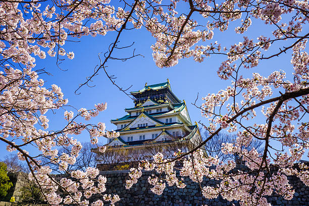 Osaka, Japan - April 2, 2015 : The Osaka castle, one of the most popular spot for view the cherry blossom bloom, was built in 1583.