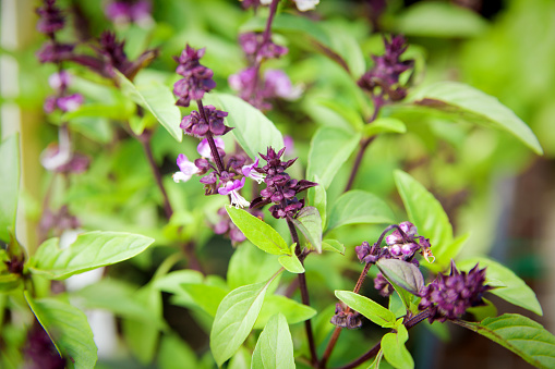Close-up of fresh Thai basil plants in a plant nursery. The leaves of the plant basil is a popular Asian herb in cooking and the Southeast Asian cuisine. Photographed in horizontal format.