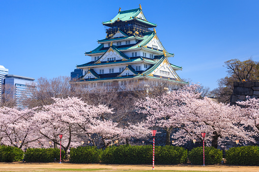 Osaka, Japan - April 2, 2015 : The Osaka castle, one of the most popular spot for view the cherry blossom bloom, was built in 1583.